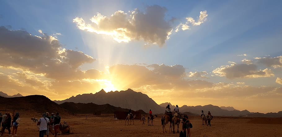 Egito, região selvagem, camelos, areia, egípcio, camelo, paisagem, nuvens, pôr do sol, viagem
