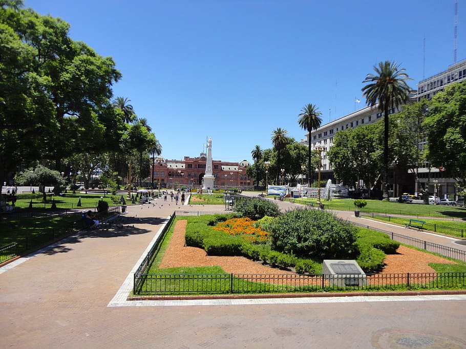 foto, verde, hojeado, árboles, edificios, casa rosada, argentina, 25 de mayo, plaza pública, buenos aires