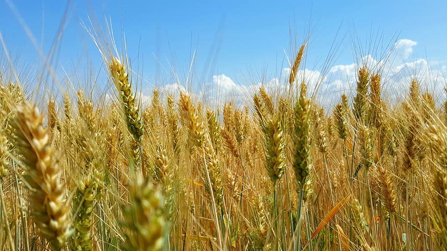 Hungría, campo, trigo, paisaje, campo de trigo, verano, naturaleza, paisaje rural, cosecha, grano