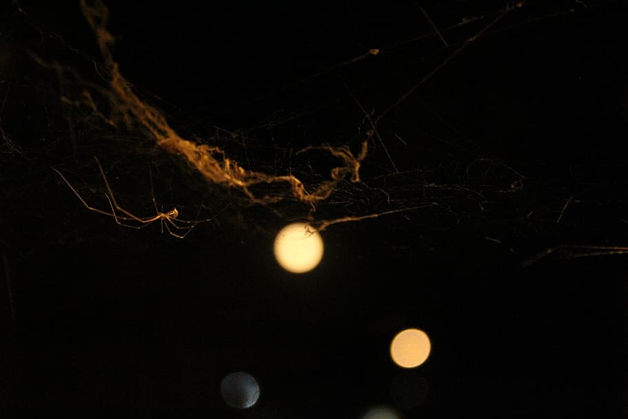 spider, web, arachnid, approach, night, black background, moon, nature, dark, full moon