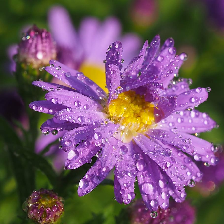 dewy, after the rain, astra, flower, asters, nature, purple, plant, close-up, summer