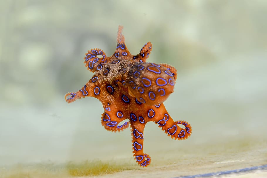 orange, red, octopus, Blue Ringed Octopus, Marine, tentacles, poisonous, ringed, animal, one animal