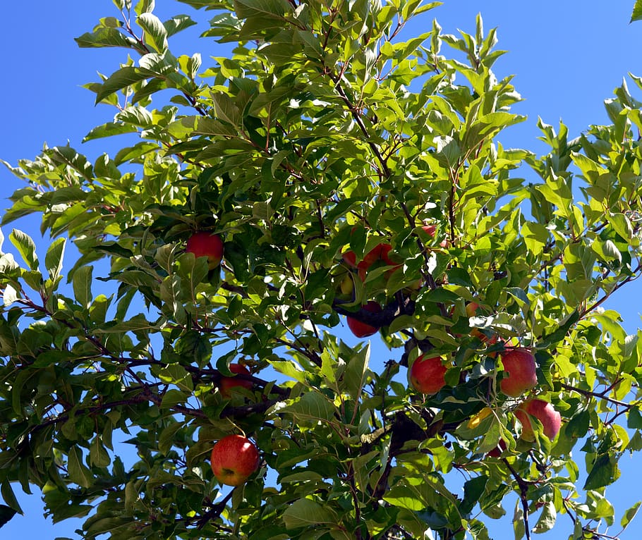 apple tree, tree, apple, branches, healthy, vitamins, fruits, red, bio, garden