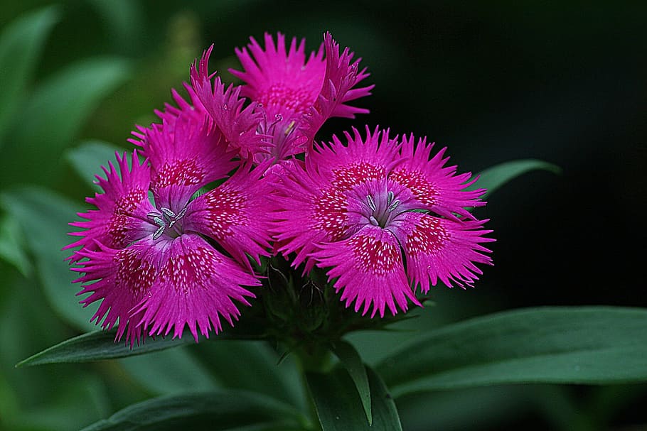 closeup, pink, dianthus flowers, dianthus, flowering plant, blossom, red, caryophyllaceae, flower, nature
