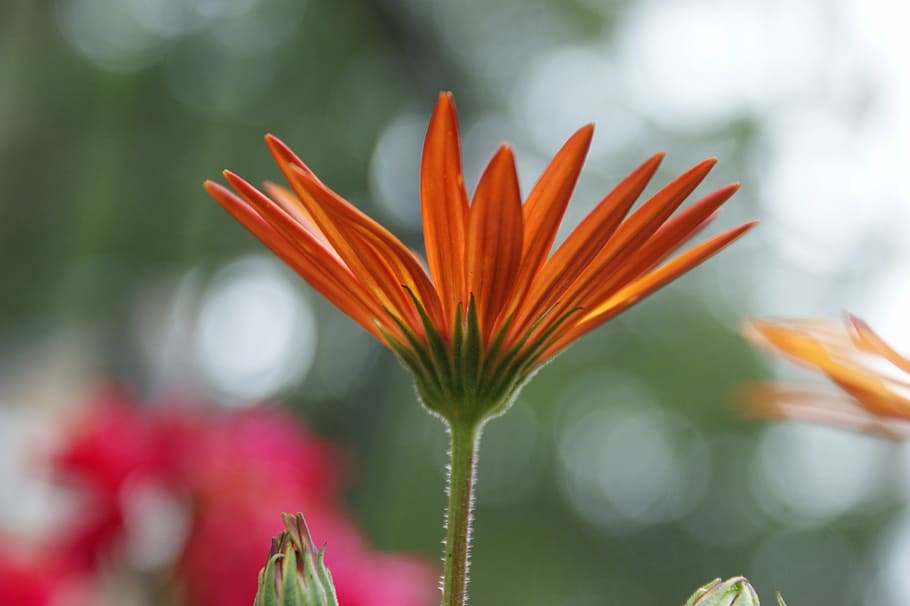 daisy, african daisy, flower, floral, spring, spring flowers, bloom, blooming, orange, growth