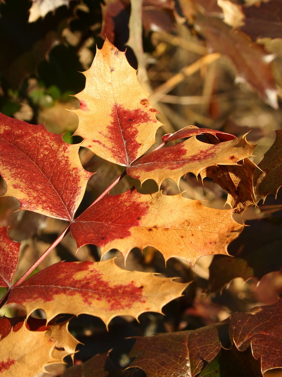 mahonia, daun, ranting, gugur, kuning, coklat, merah, holly, bagian tanaman, musim gugur