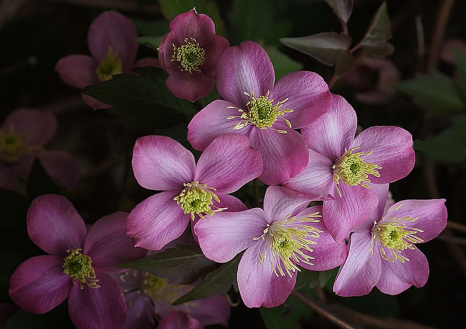 Clematis montana, Elizabeth, pink-petaled flowers, flowering plant, flower, petal, plant, fragility, beauty in nature, vulnerability