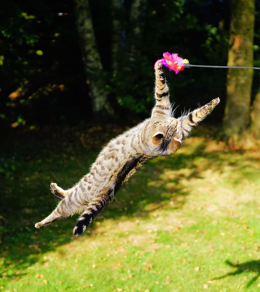 silver, tabby, cat, playing, pink, feather toy, flying cat, play, jump, hunting drive