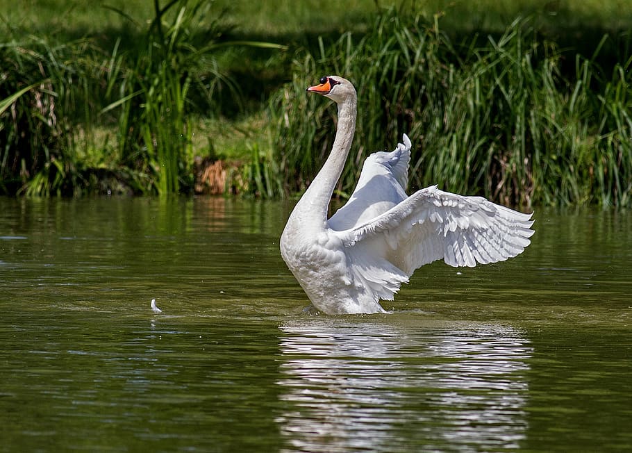 white, duck, water, daytime, swan, water bird, animal, nature, swim, swans