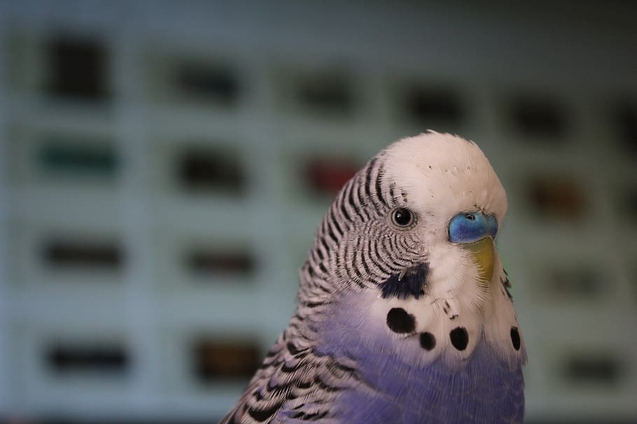 budgie, blue, parakeet, pet, bird, plumage, feather, beak, chirp, poser