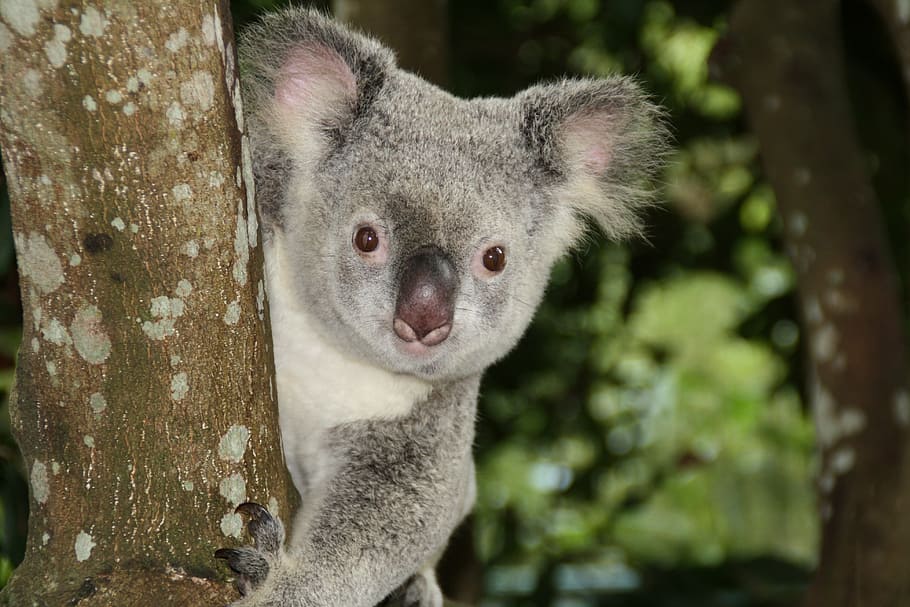 fotografi satwa liar, koala, australia, kebun binatang, beruang koala, berkantung, hewan, margasatwa, alam, kayu putih
