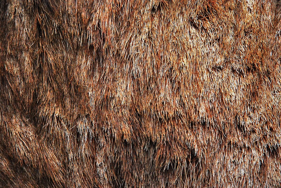 Coat, Skin, Animal, Hair, Brown, animal, hair, backgrounds, nature, close-up, pattern
