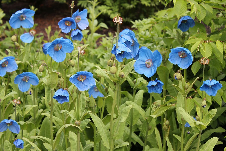 blue petaled flowers, poppy, blue, poppies, meconopsis, himalayan, flower, nature, plant, bloom