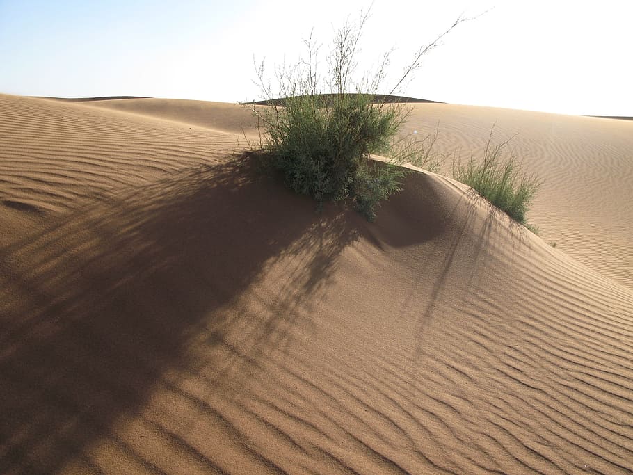 sand, desert, dry, landscape, dune, grass, morocco, live, sand dune, plant