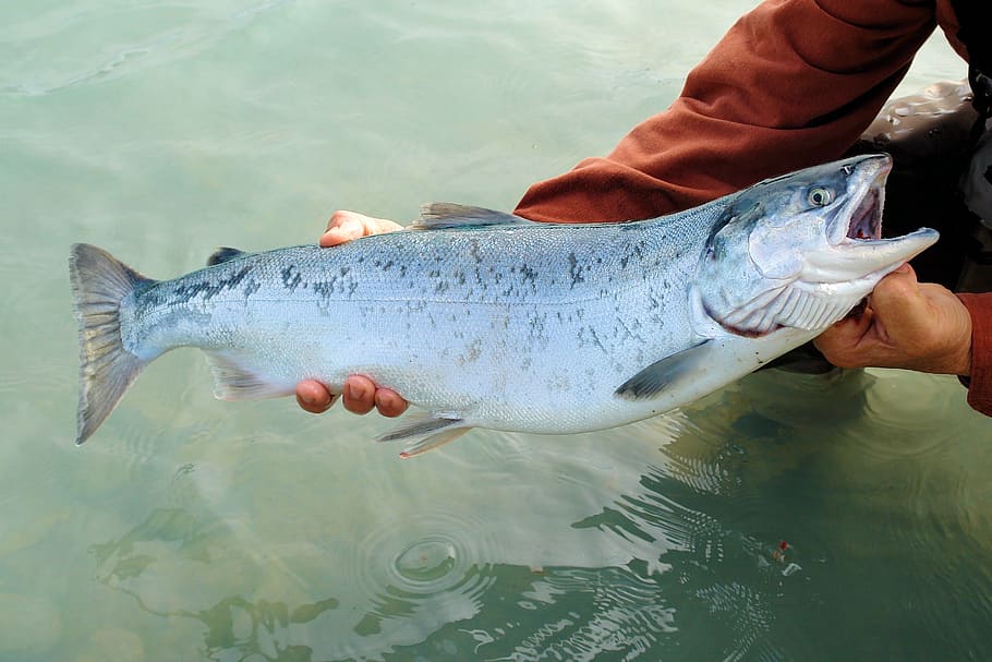 person, holding, gray, white, fish, sockeye, salmon, kenai, wild, red