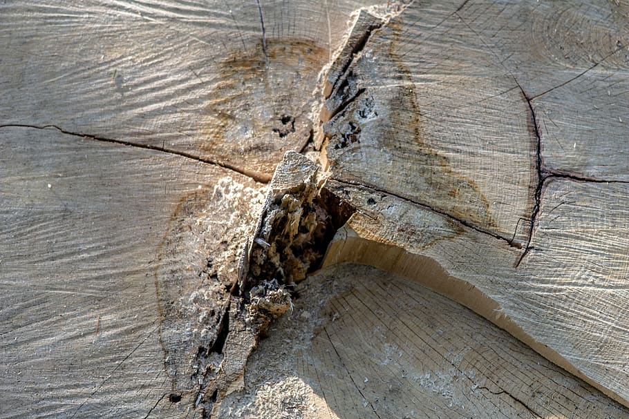 wood, rub, cracks, wood - material, tree, close-up, textured, bark, full frame, tree trunk