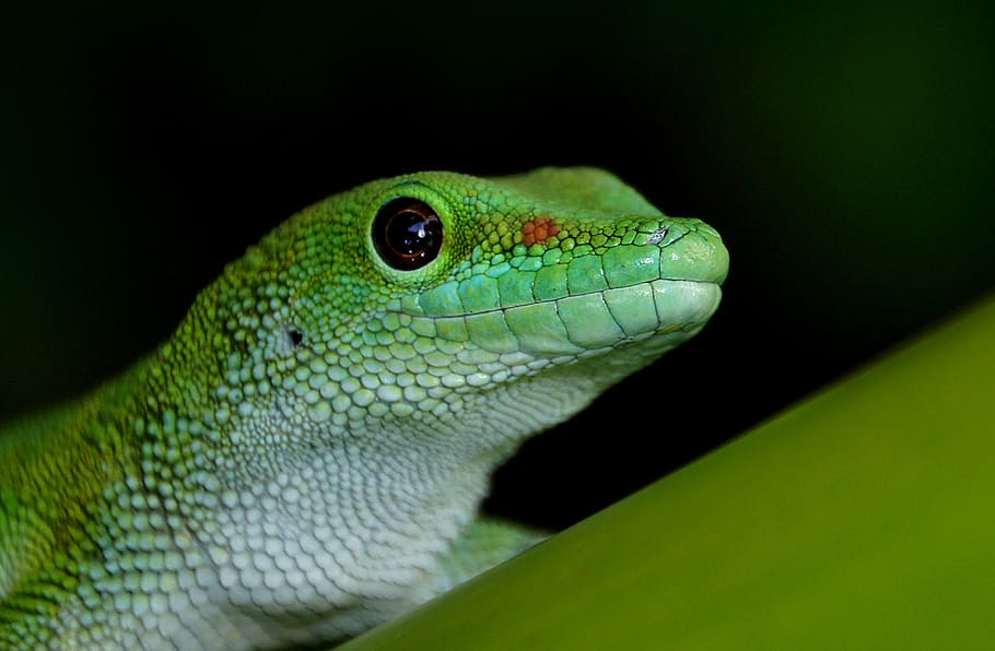 Madagascan, día, gecko, primer plano, foto, reptil, un animal, color verde, temas de animales, vertebrado