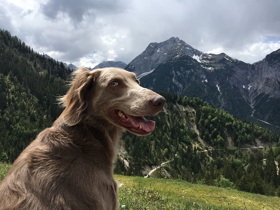 mountains, hiking, austria, dog, weimaraner, landscape, beautiful, hike, trail, away