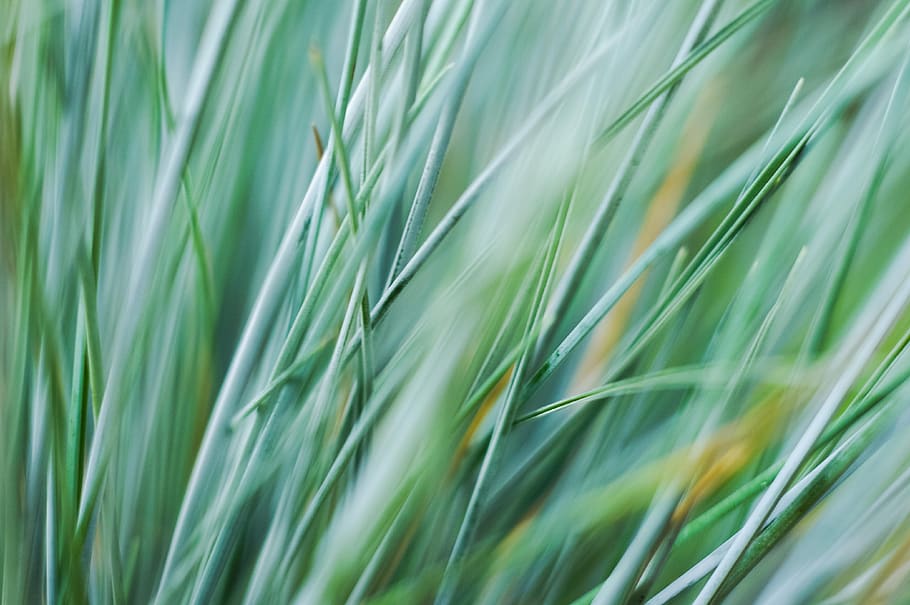nature, grass, sway, field, macro, still, bokeh, green color, plant, backgrounds