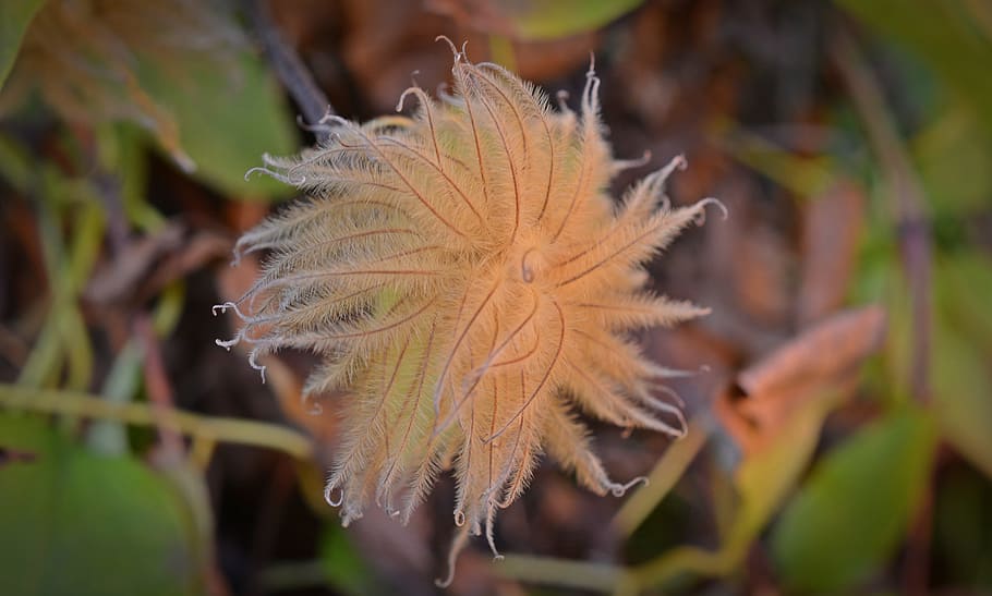 Clematis, Seeds, Hairy, Fluffy, Pods, hairy stamp, loft, flower, plant, fragility