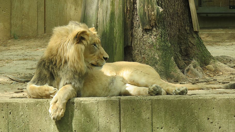 National Zoo, Washington, Lion, Usa, Dc, park, animal themes, one animal, relaxation, animals in the wild