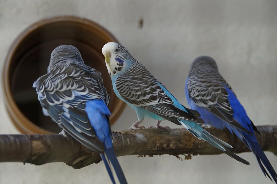 budgerigars, parakeets, pets, animal world, small parrot, friendship, animals, birds, sit, together