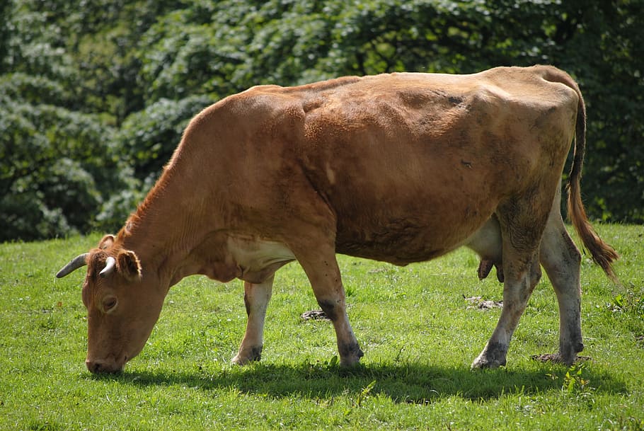 brown, cow, green, grass, animal, milk, dairy, farm, agriculture, cattle
