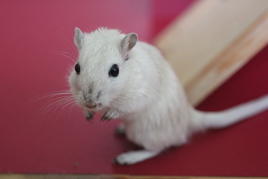 racing mouse, sweet, white, red, mouse, rodent, animal, curious, one animal, mammal