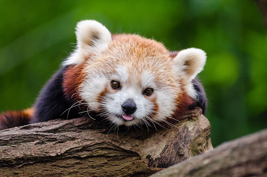 Red Panda, photo of red panda, one animal, animal themes, animal, animal wildlife, animals in the wild, focus on foreground, mammal, tree