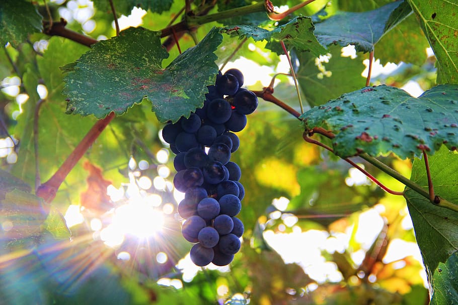 uvas, sol, sonnengereift, verde, verano, vid, dulce, uvas rojas, viticultura, vino