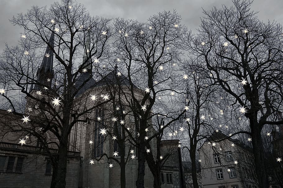 tree, winter, landscape, park, star, light, lights, christmas, luxembourg, church
