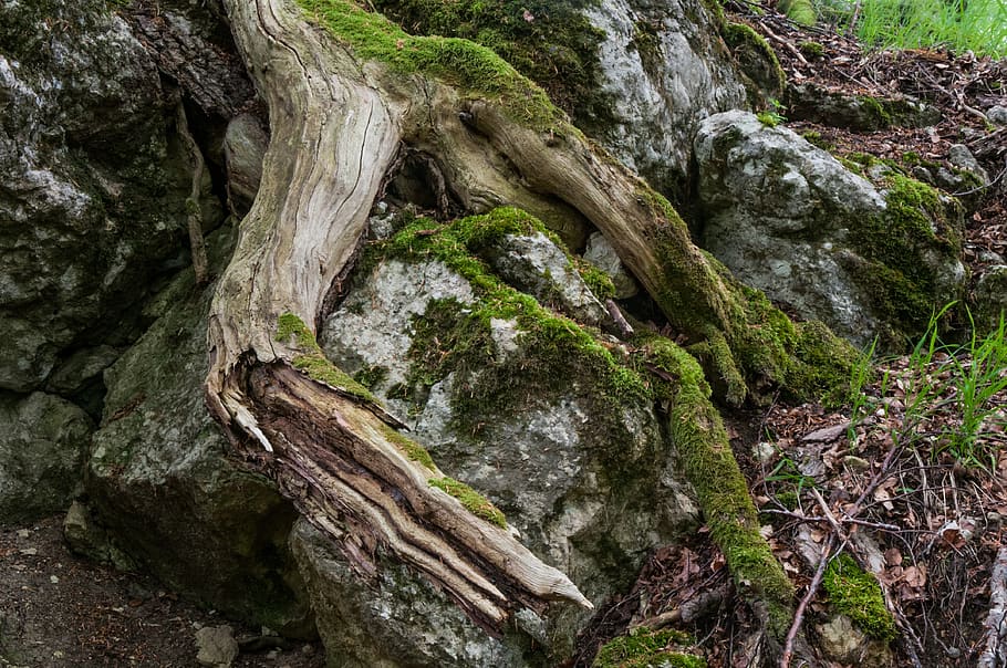 root, forest, nature, tree root, moss, trees, plant, rock, tree, rock - object