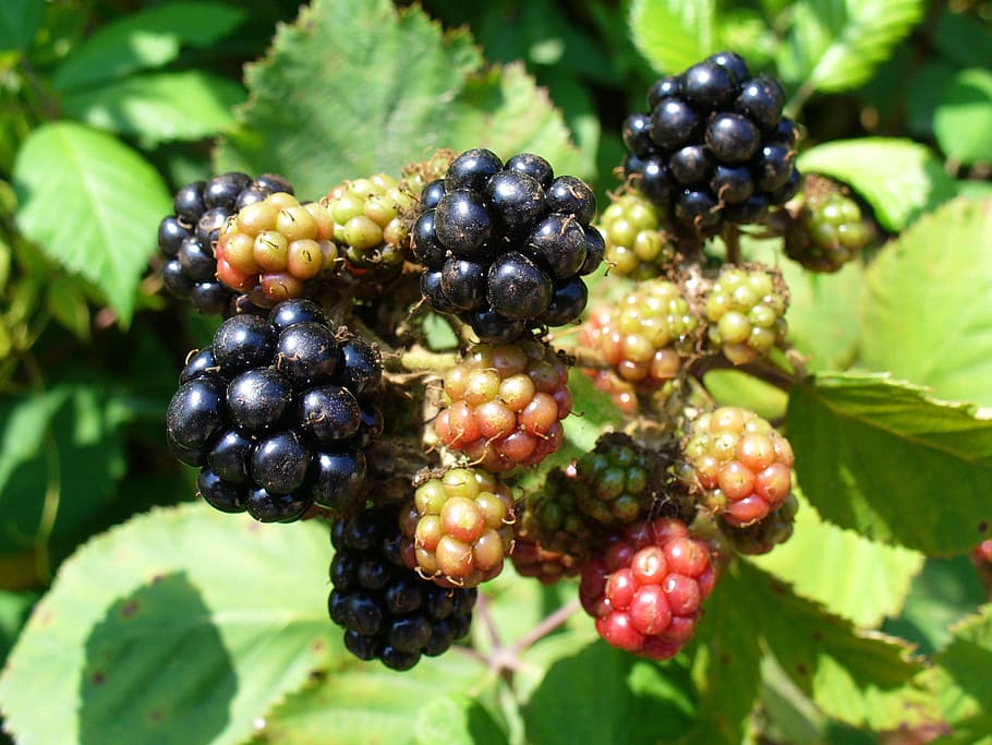 blackberry, blackberries, fruit, health, plants, nature, outside, macro, close-up, summer