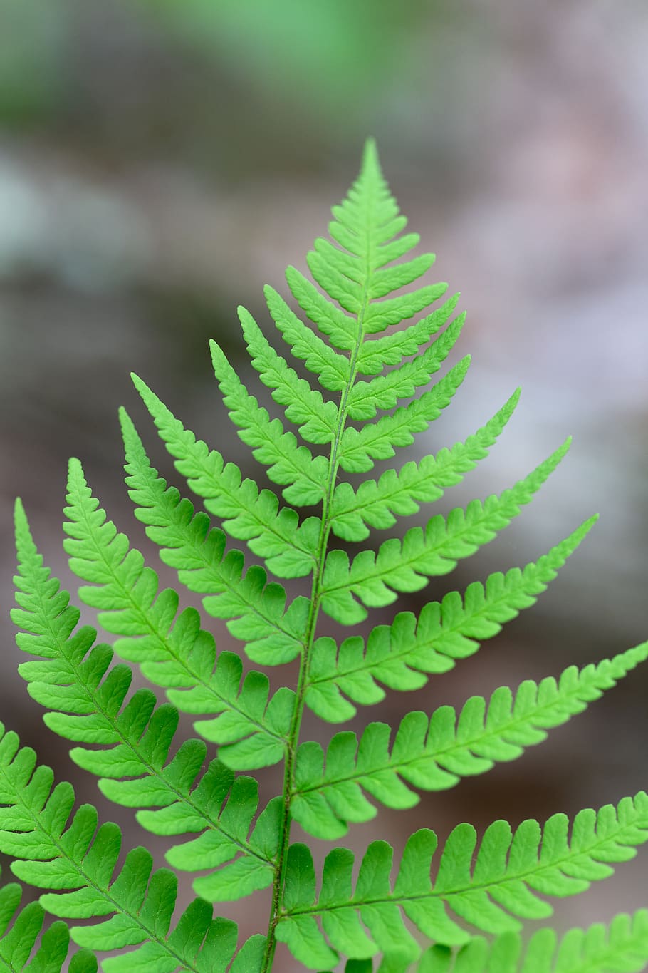 fern, green, background, plant, botany, symmetry, closeup, detail, leaf, leaves