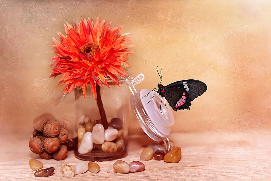 black, pink, butterfly, perched, clear, glass lid, orange, clustered, flower, art flower