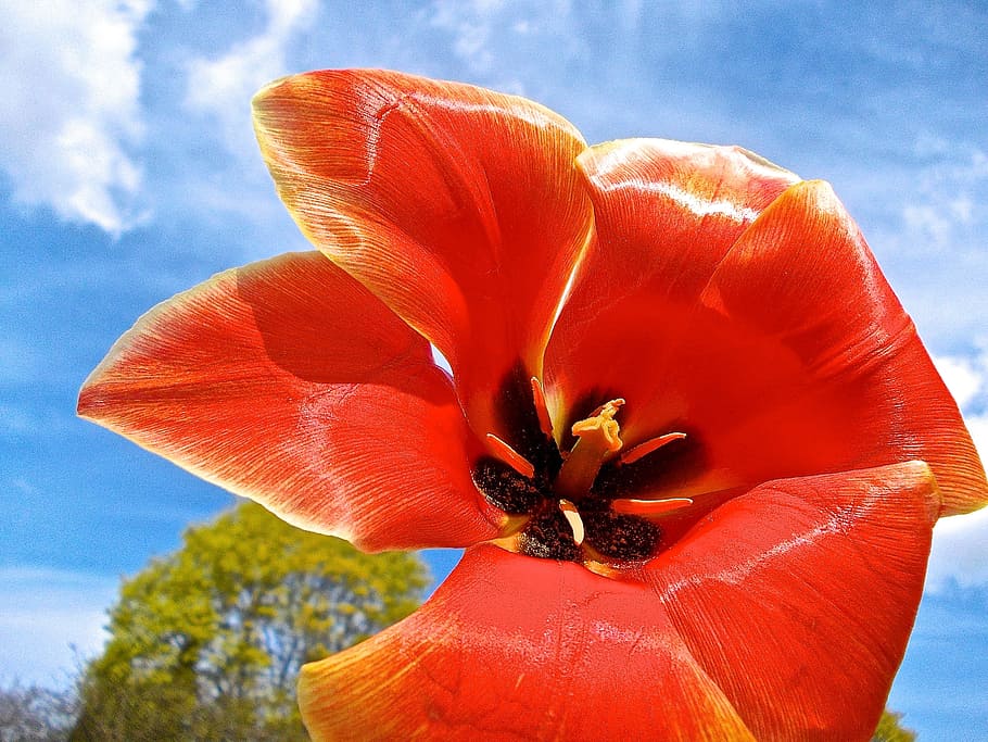 tulip, himmel, putik, merah, tanaman berbunga, bunga, tanaman, keindahan di alam, kerapuhan, kesegaran