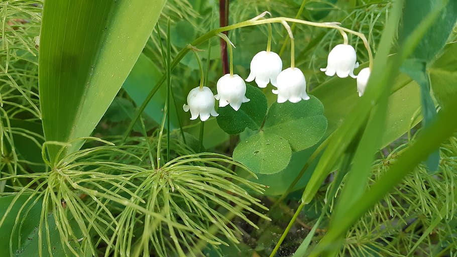 lily of the valley, flower, summer, sweden, nature, plant, growth, beauty in nature, green color, plant part
