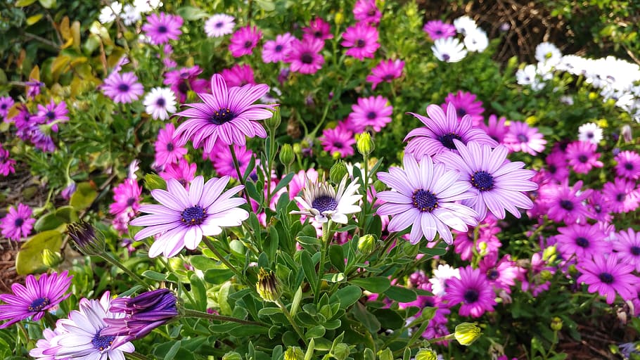 field, purple, gerbera flower field, wildflowers, white, chrysanthemum, flowering plant, flower, plant, freshness