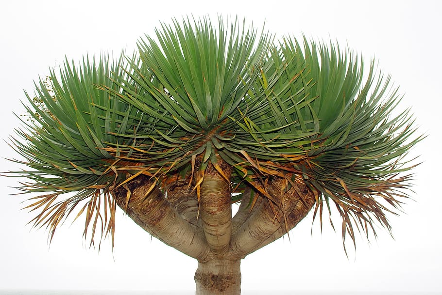 drago, nature, isolated form, tree, lily, dragon tree of the canary islands, dracaena draco, plant, growth, green color