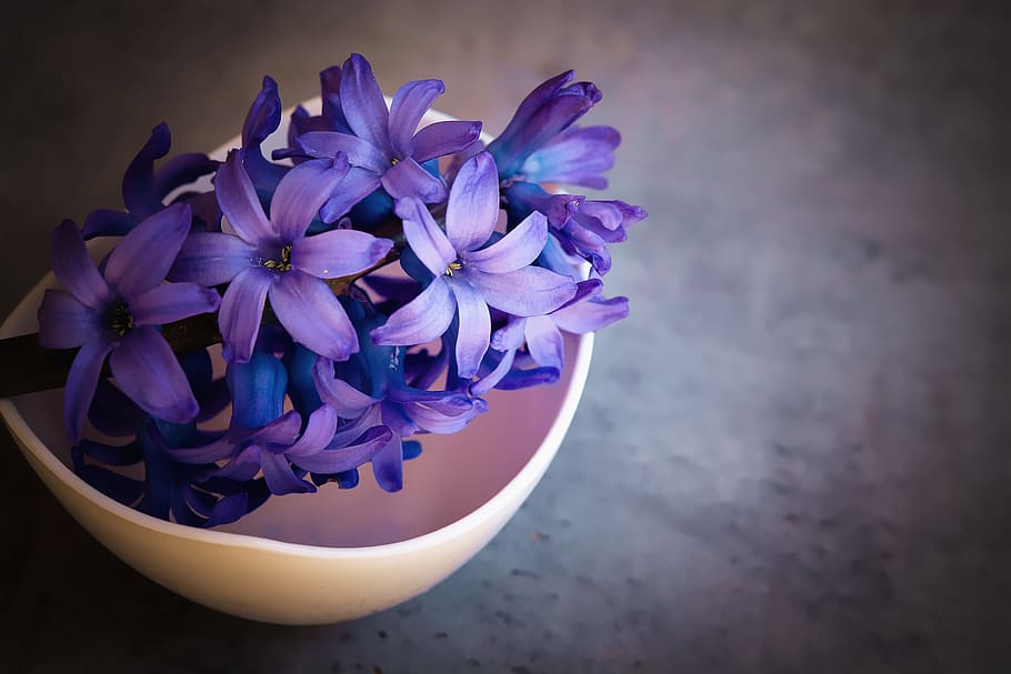 superficial, fotografía de ficus, púrpura, flor, jacinto, violeta, flores, cerrar, flor de primavera, flor fragante
