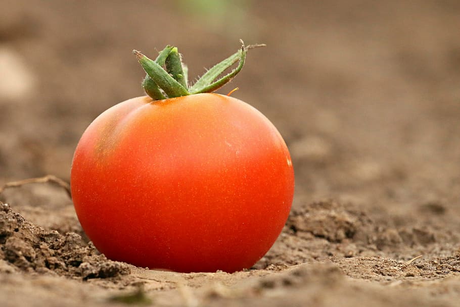 laranja, tomate, terreno, fotografia com lente tilt shift, vermelho, dieta, peso, perda de carne, saúde, por que