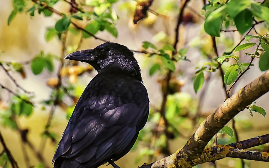 crow, raven bird, raven, black, nature, carrion crow, common raven, animal, bird, animal world