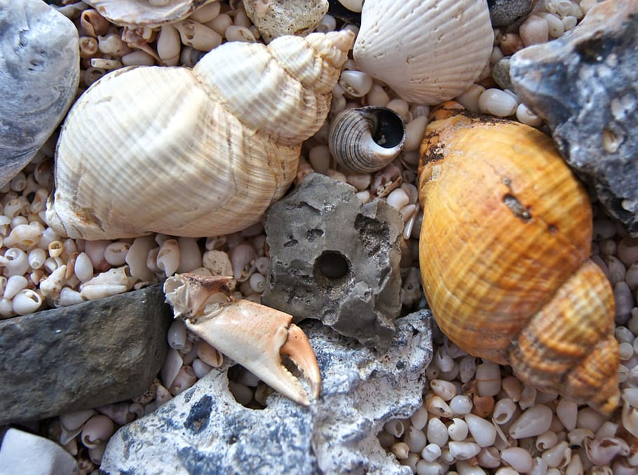 flat, lay, photography, two, beige, white, conches, Sea Animals, Cancer, Shell