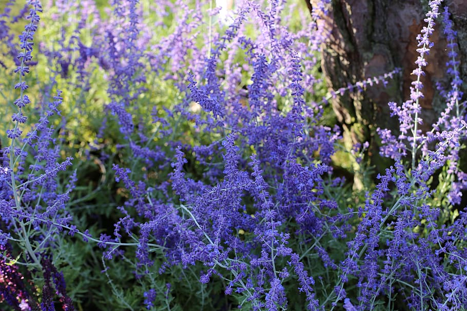 perovskia, perennial, blue, butterfly lovers, flowering plant, flower, purple, plant, beauty in nature, growth