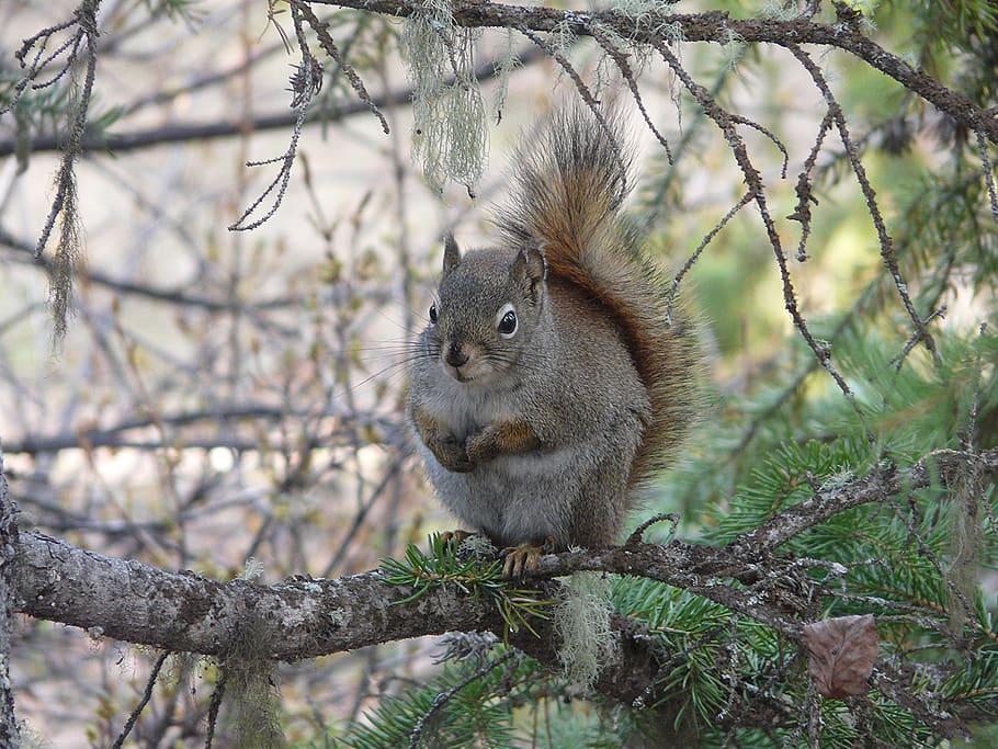 squirrel, red squirrel, north american red squirrel, pine squirrel, canada, tree, animal wildlife, one animal, mammal, animals in the wild