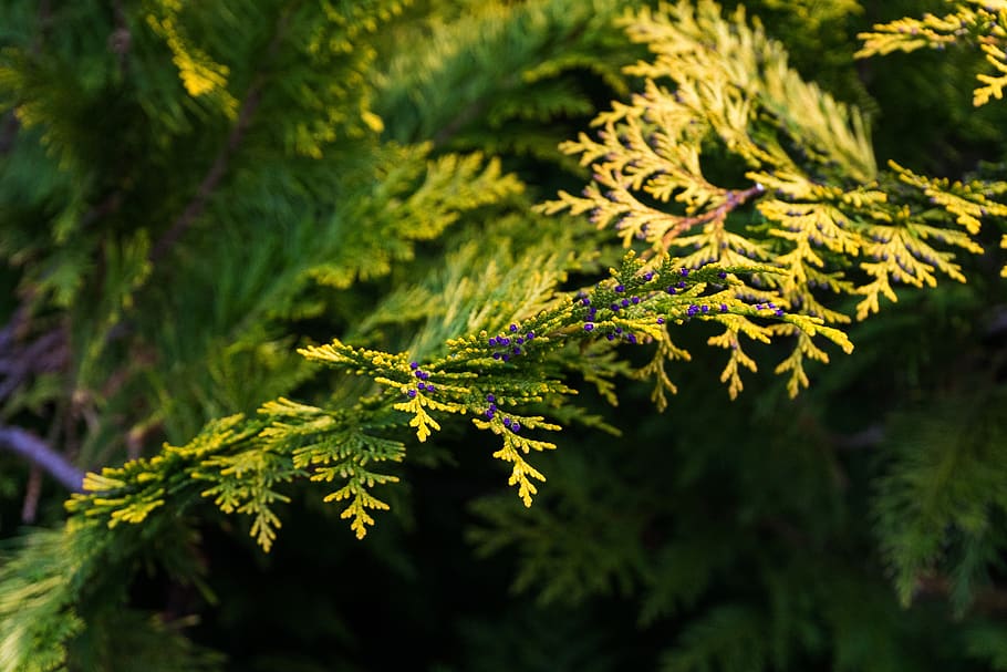 tree, leaf, plant, nature, conifer, evergreen, close up, needle, growth ...