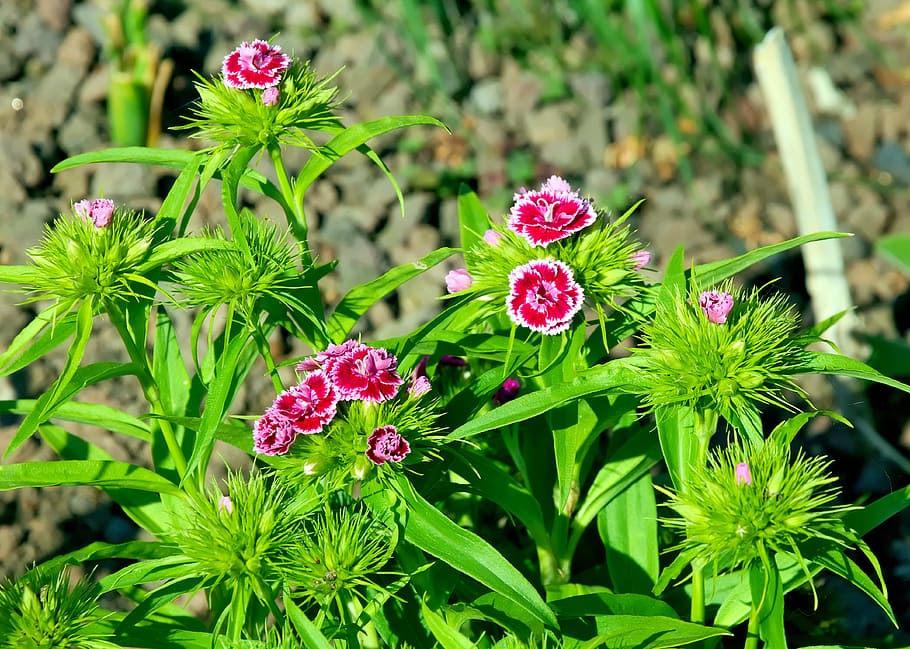 red-and-pink petaled flowers, stechnelke, flower, carnation, red white, spring, flowering plant, plant, beauty in nature, growth