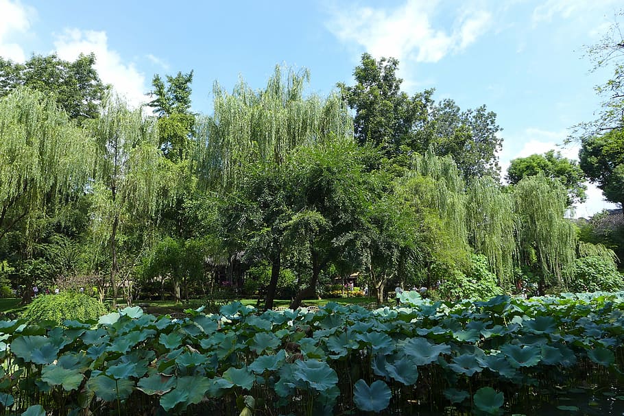 humble administrator's garden, autumn, lake, plant, growth, beauty in nature, green color, tree, tranquility, nature