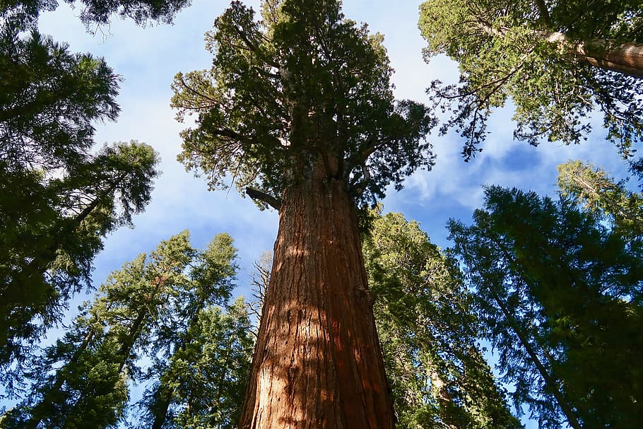 sequoia, Sequoia Raksasa, taman nasional sequoia, raksasa, pohon, california, hutan, redwood, pohon pinus, batang pohon