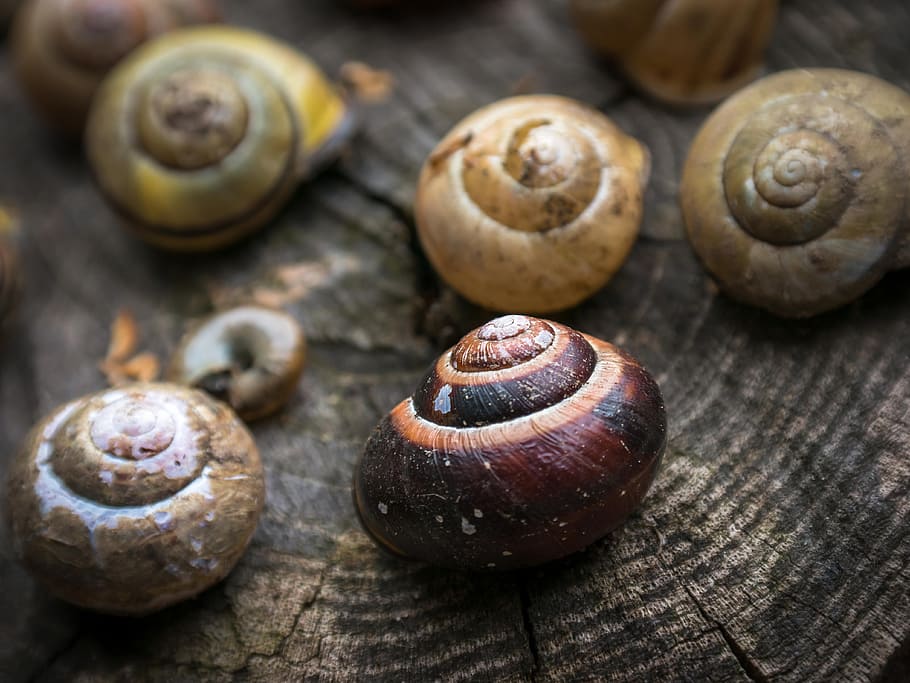 Shell, Snail, Home, Spiral, leave, pulled out, empty, snail shells, tree grates, tree stump